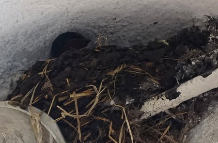 Schwalbe im Nest